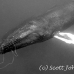 whale_humpback_h_00128_dom3526bw.jpg